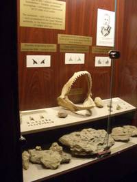 Ipolytarnóc Fossilienpark in Ungarn
