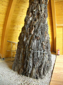 Versteinerter Baum